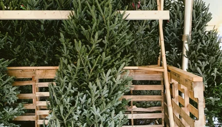 real Christmas trees stacked up against pallets